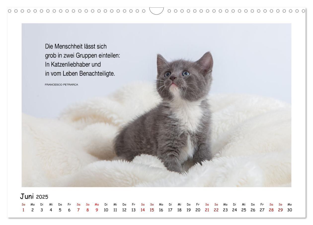 Bild: 9783435086481 | Kätzchen-Kalender mit Sprüchen (Wandkalender 2025 DIN A3 quer),...