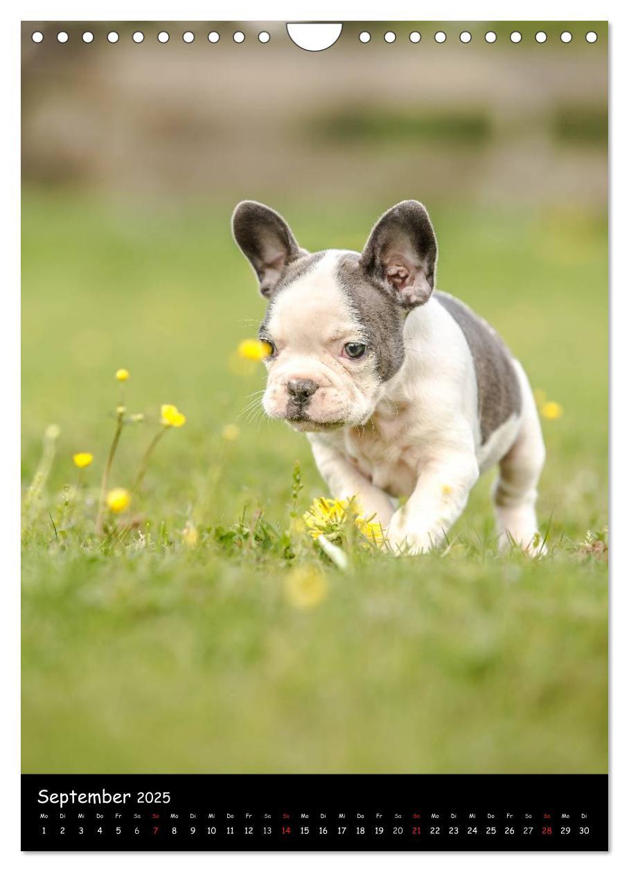 Bild: 9783457063538 | Französische Bulldoggen - Eine Bully Liebeserkärung (Wandkalender...