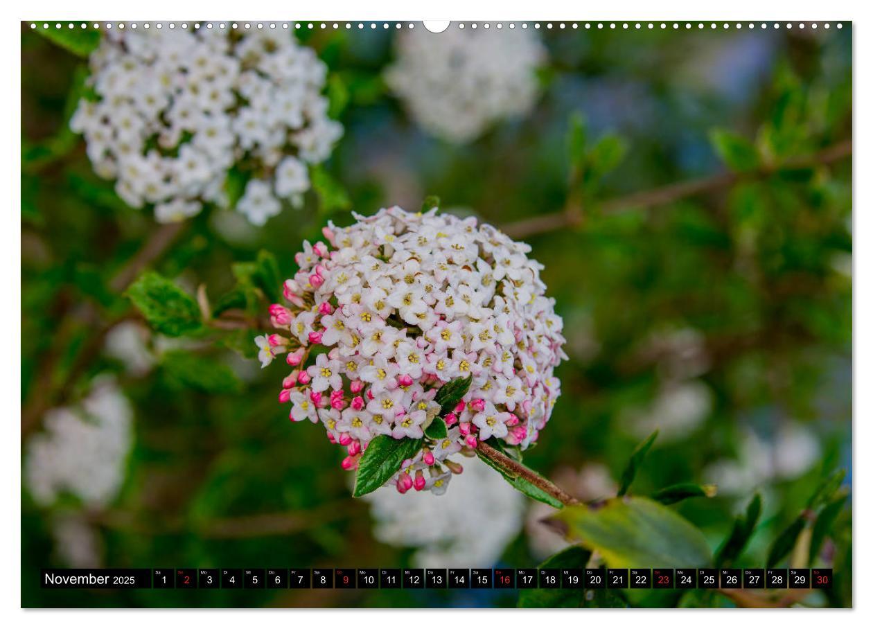 Bild: 9783435227495 | Kleine Blumen ganz groß (Wandkalender 2025 DIN A2 quer), CALVENDO...