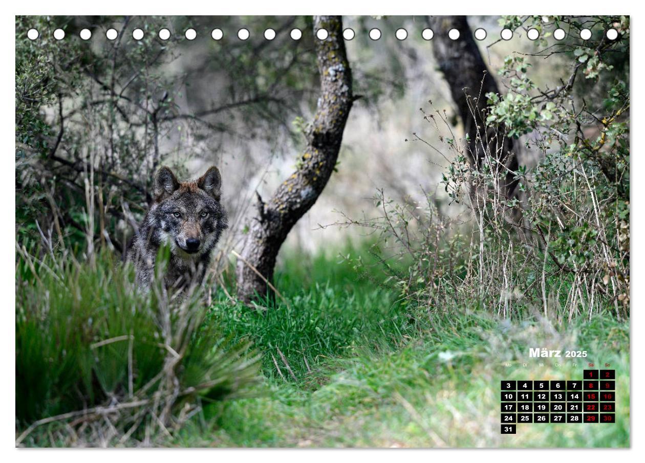 Bild: 9783435195121 | Willkommen Wolf (Tischkalender 2025 DIN A5 quer), CALVENDO...