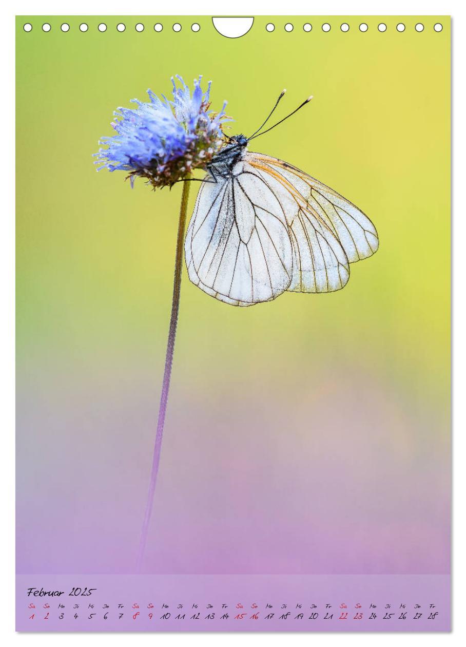 Bild: 9783435976652 | Kunterbuntes Gartenleben - Schmetterlinge in Gärten und Parks...