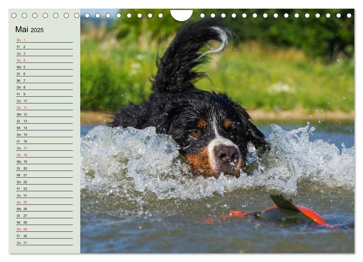 Bild: 9783435545797 | Berner Sennenhunde in Action (Wandkalender 2025 DIN A4 quer),...