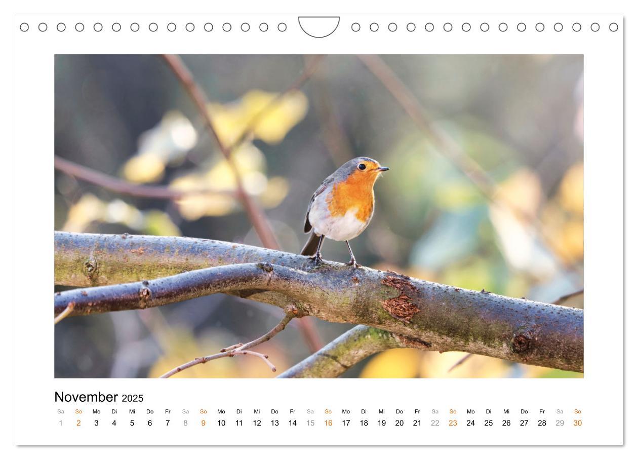 Bild: 9783383915178 | Zauberhafte Rotkehlchen (Wandkalender 2025 DIN A4 quer), CALVENDO...