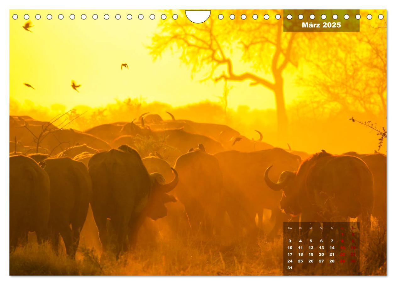 Bild: 9783383967399 | Auf Safari im Kruger National Park (Wandkalender 2025 DIN A4 quer),...