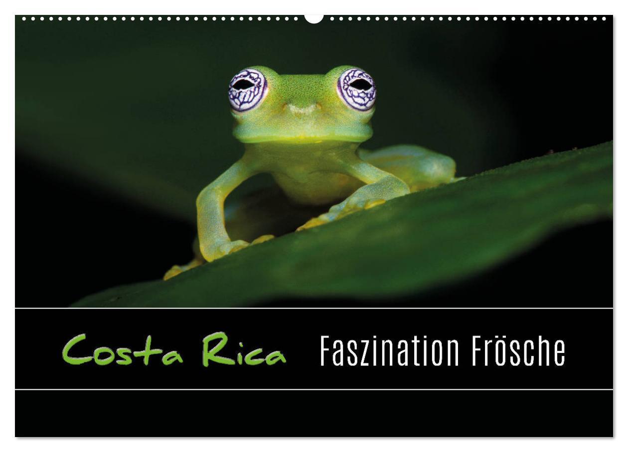 Cover: 9783435490752 | Costa Rica - Faszination Frösche (Wandkalender 2025 DIN A2 quer),...