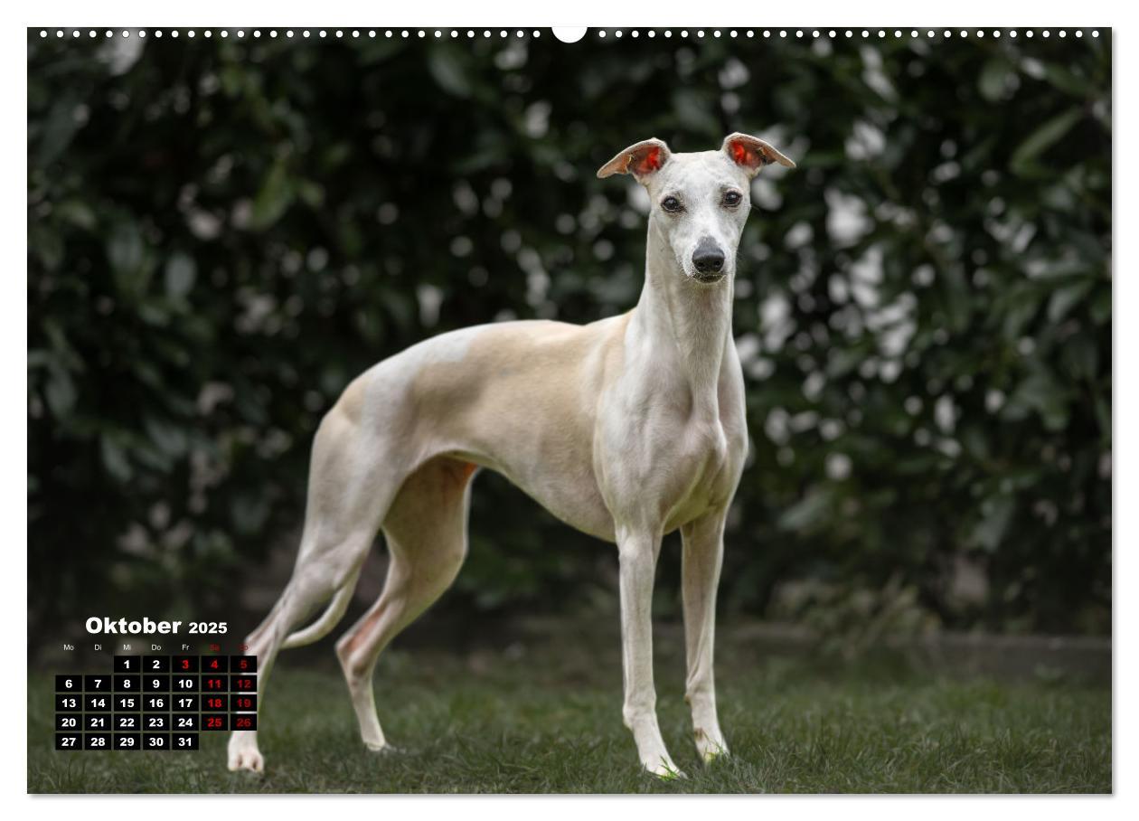 Bild: 9783383973673 | WHIPPETS - SCHNELL UND SCHÖN (Wandkalender 2025 DIN A2 quer),...