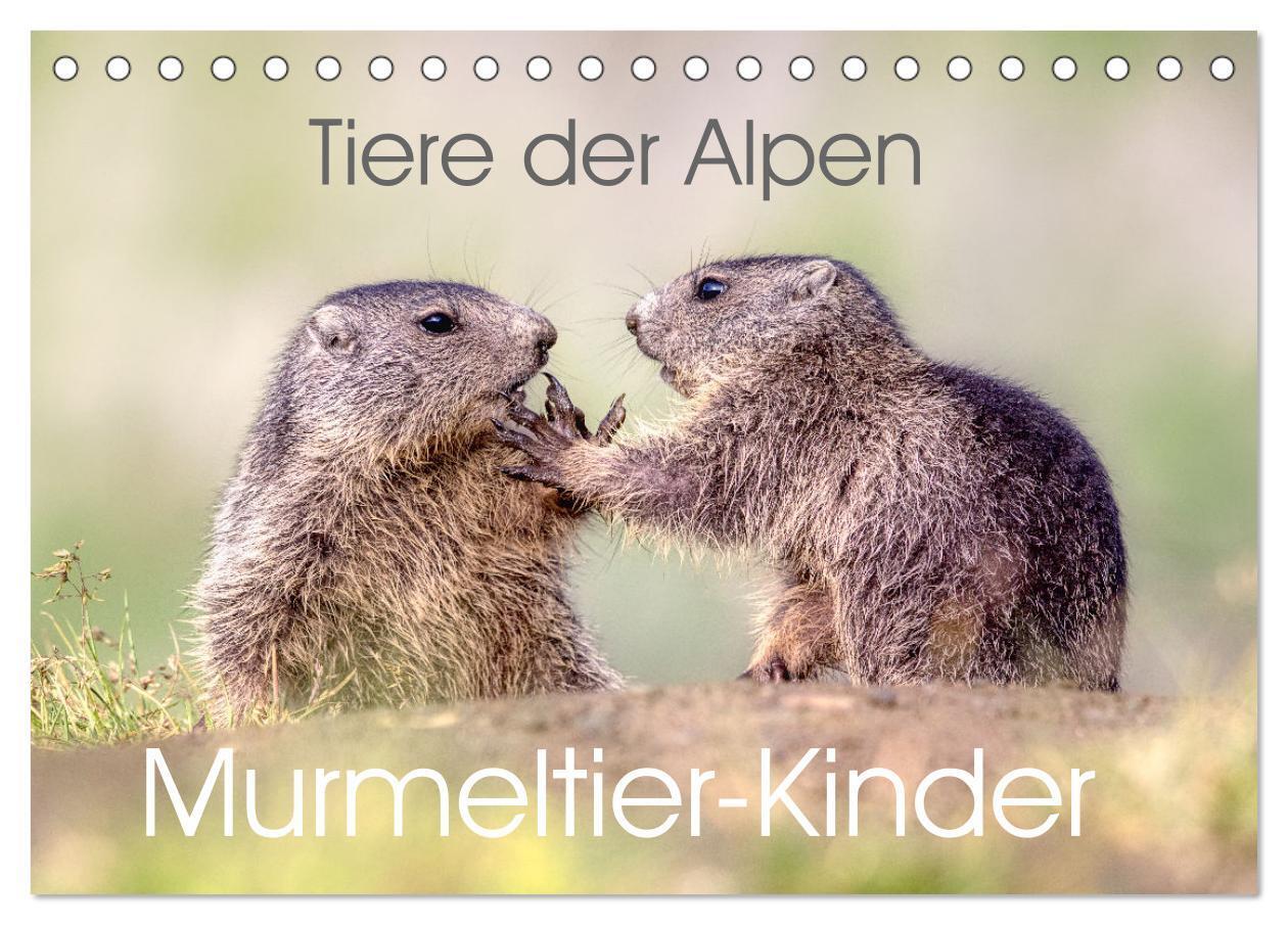 Cover: 9783457164013 | Tiere der Alpen - Murmeltier-Kinder (Tischkalender 2025 DIN A5...