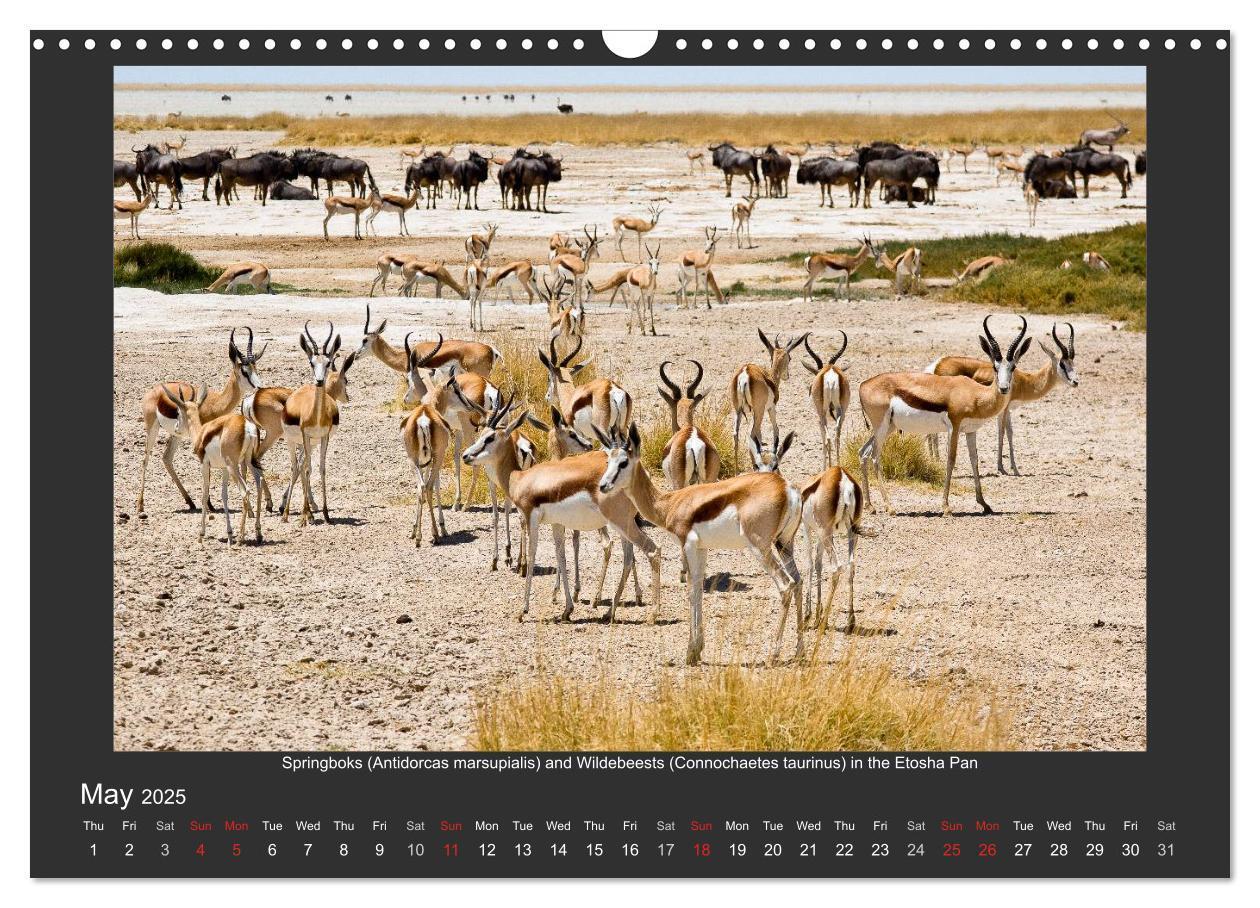 Bild: 9781325964277 | Namibia's Nature (Wall Calendar 2025 DIN A3 landscape), CALVENDO 12...