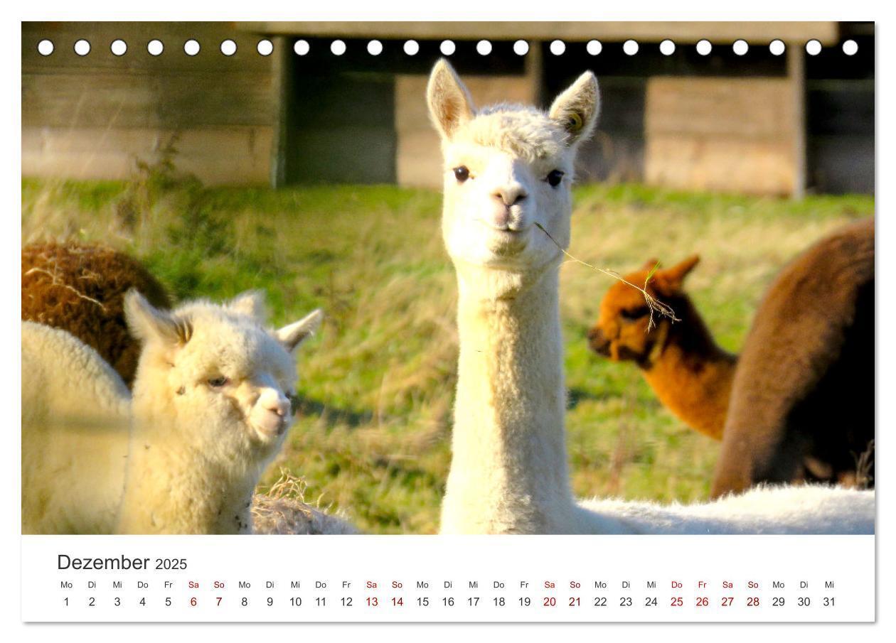 Bild: 9783435002566 | Lamas und Alpakas - Die weichen Neuweltkamele. (Tischkalender 2025...