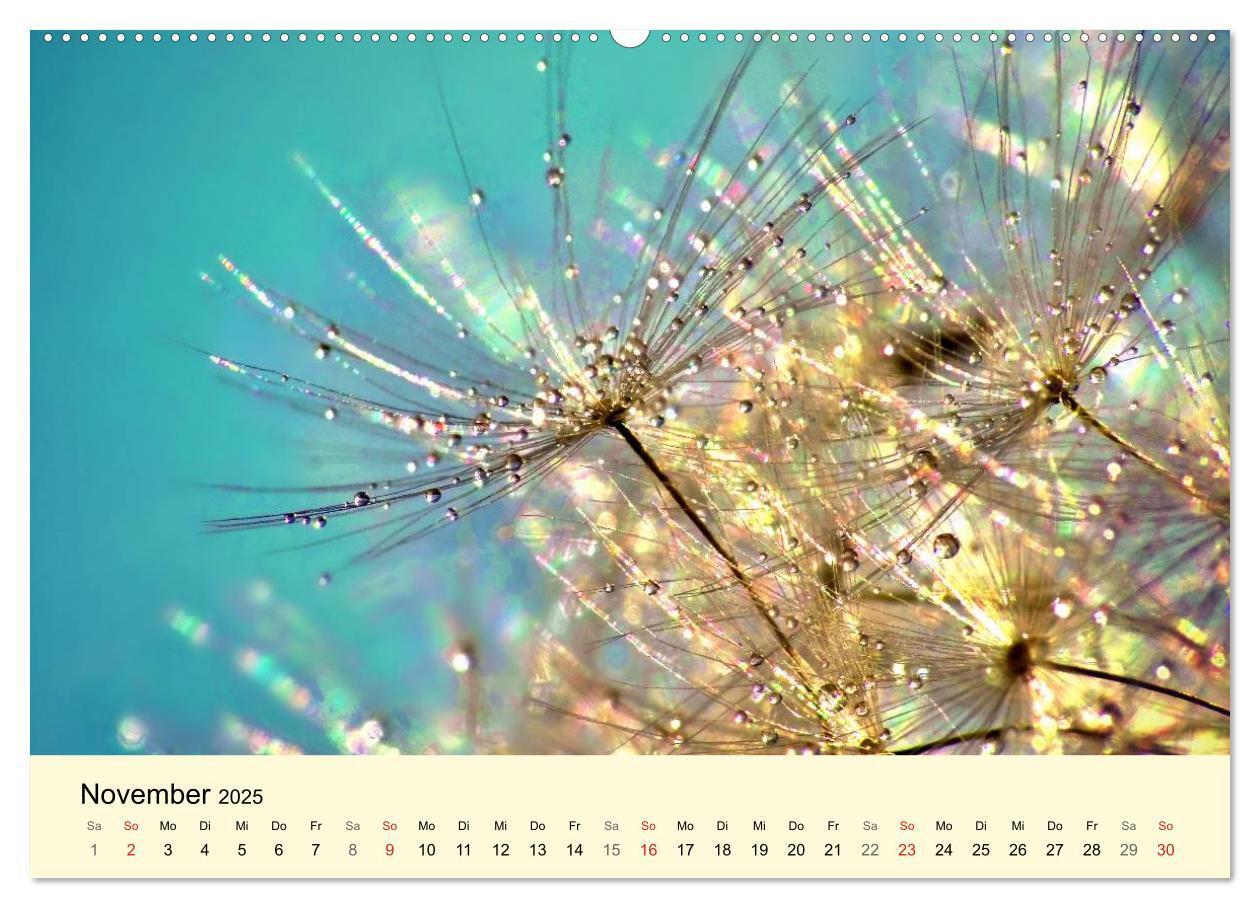 Bild: 9783435746316 | Naturjuwel Pusteblume (Wandkalender 2025 DIN A2 quer), CALVENDO...