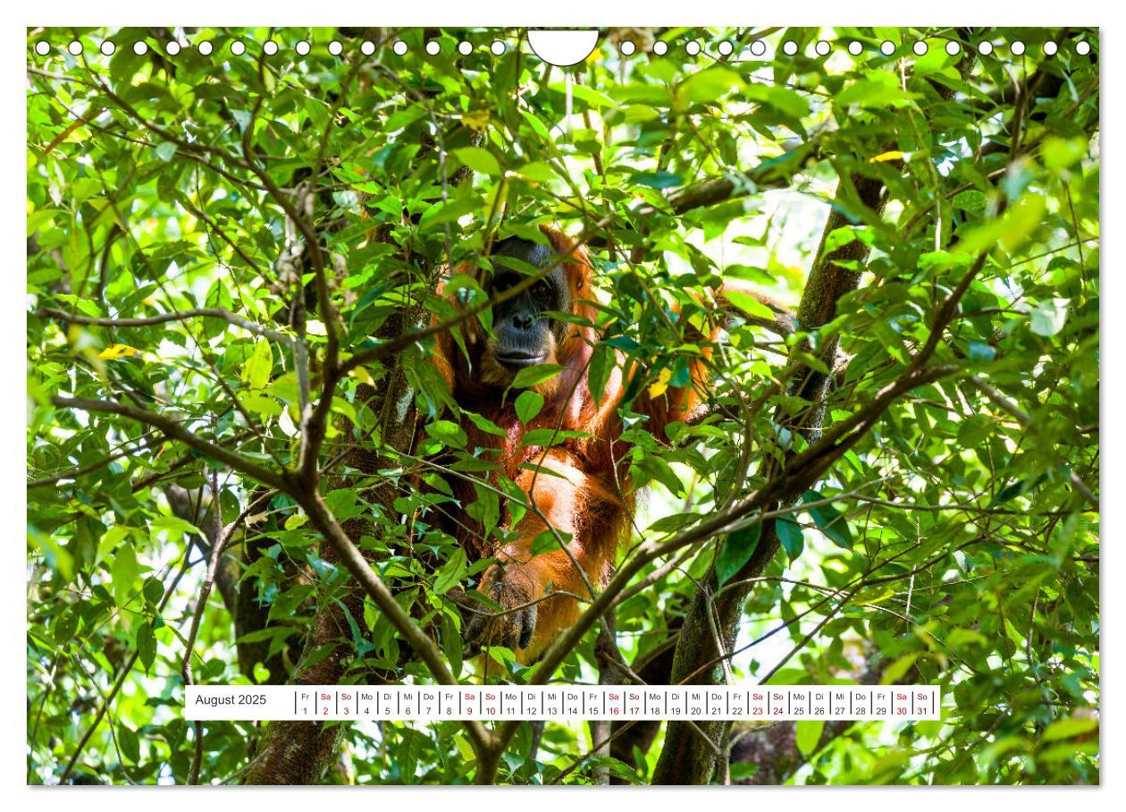 Bild: 9783457150726 | Gunung Leuser Nationalpark und seine Orang Utans (Wandkalender 2025...