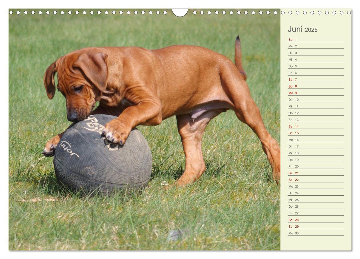 Bild: 9783383937415 | Rhodesian Ridgeback - Jung, wild, zuckersüß (Wandkalender 2025 DIN...