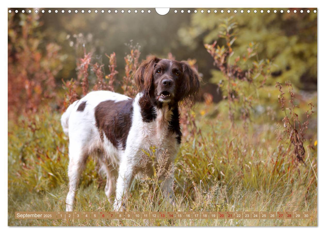 Bild: 9783435268917 | Passion Jagdhund - Kleiner Münsterländer (Wandkalender 2025 DIN A3...