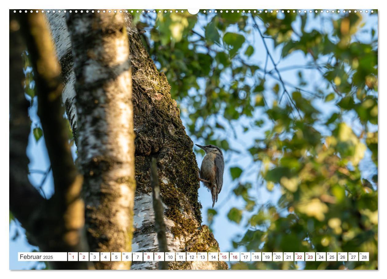 Bild: 9783457209790 | Wildvögel 2025 (Wandkalender 2025 DIN A2 quer), CALVENDO...