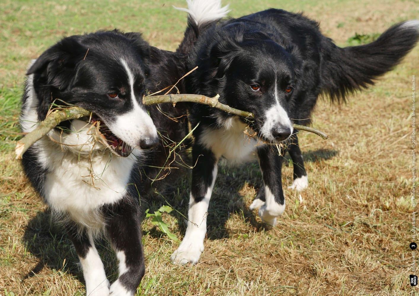 Bild: 4260179515088 | Max und Molly - zwei Hunde vertragen sich wieder. Kamishibai...