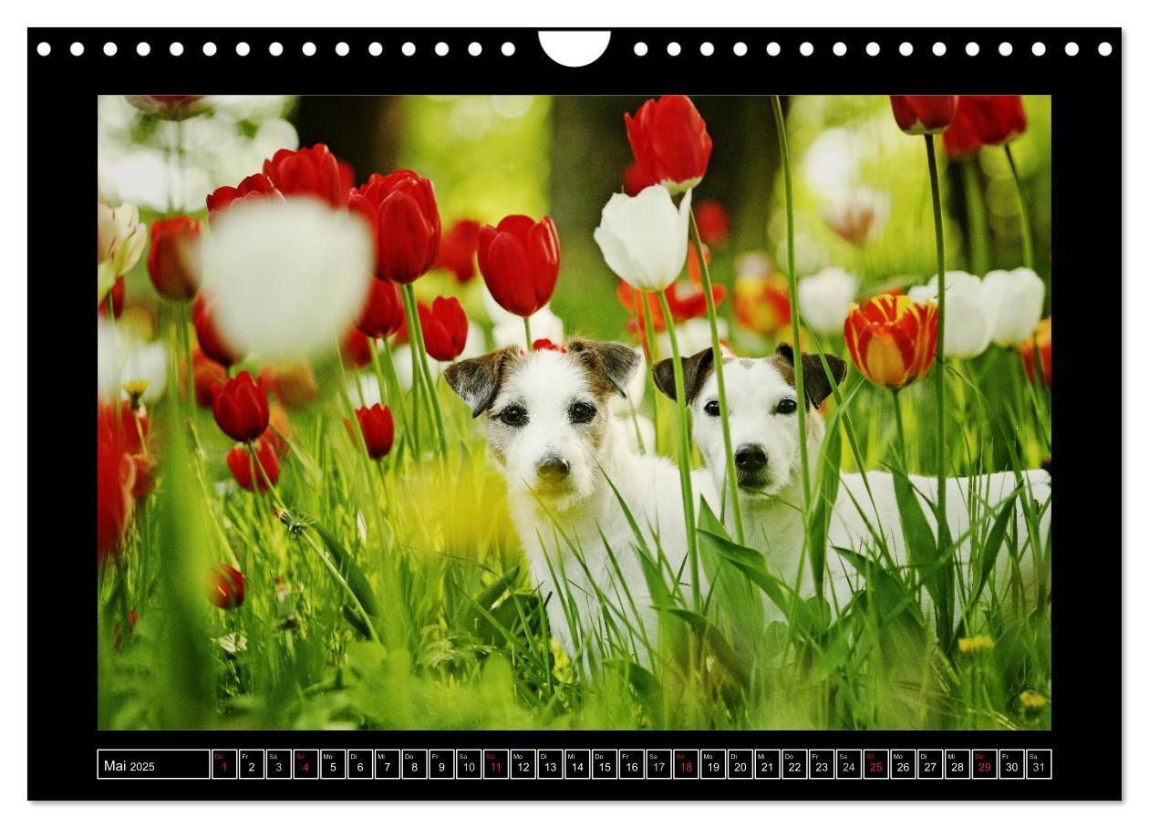 Bild: 9783435758555 | Parson Russell Terrier (Wandkalender 2025 DIN A4 quer), CALVENDO...