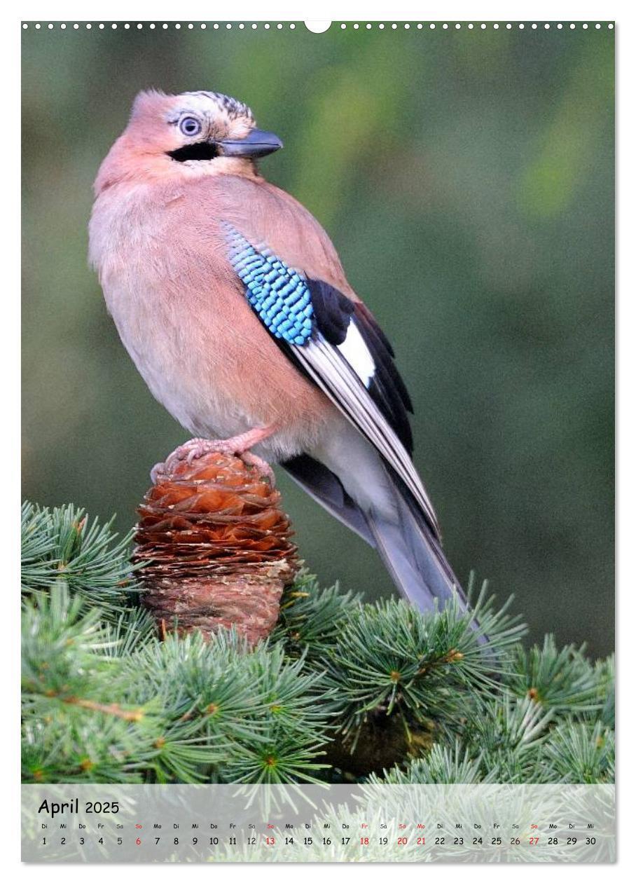 Bild: 9783457042342 | Vögel im heimischen Garten (Wandkalender 2025 DIN A2 hoch),...