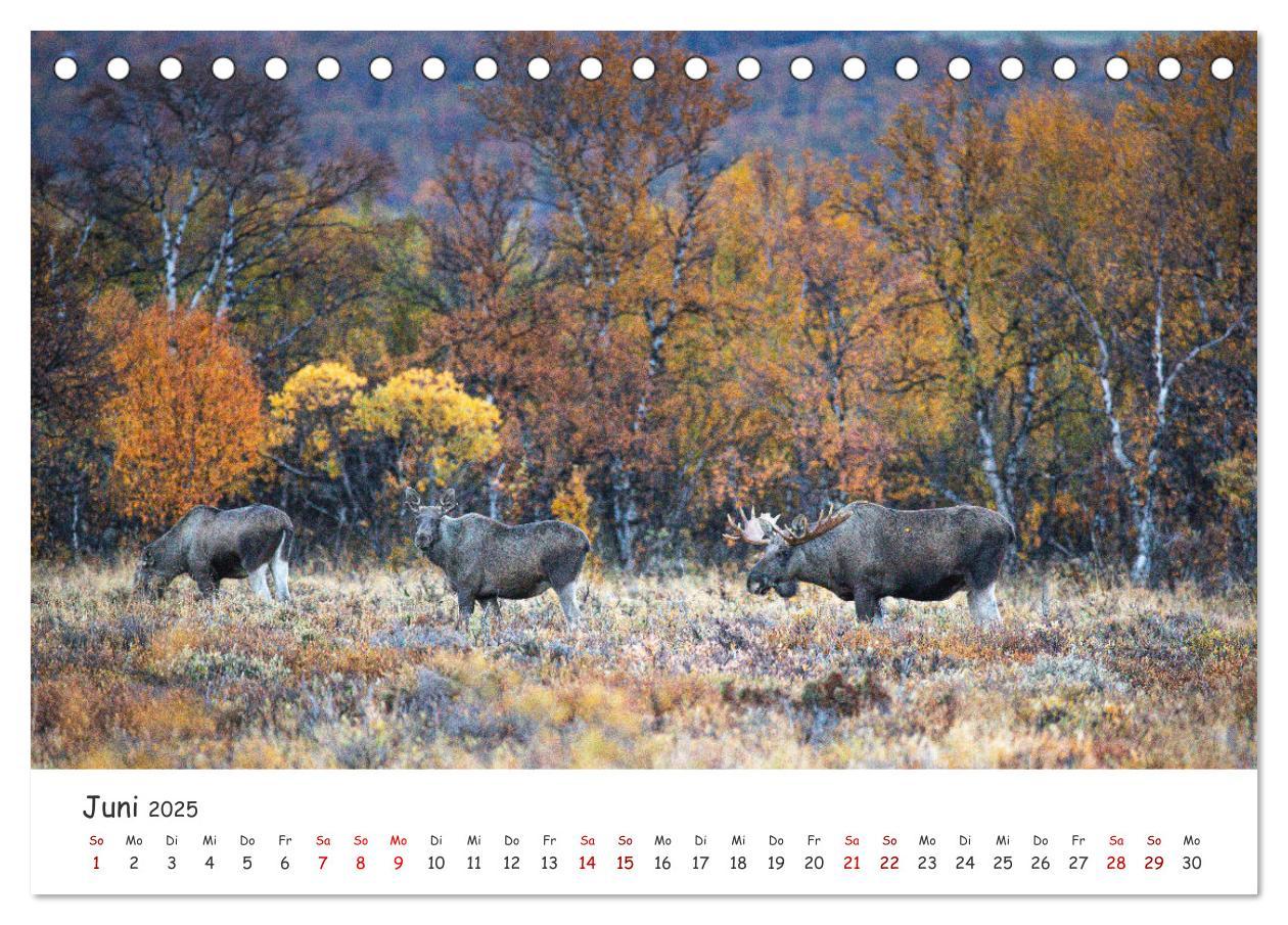 Bild: 9783383947124 | Der Elch - König der skandinavischen Wälder (Tischkalender 2025 DIN...