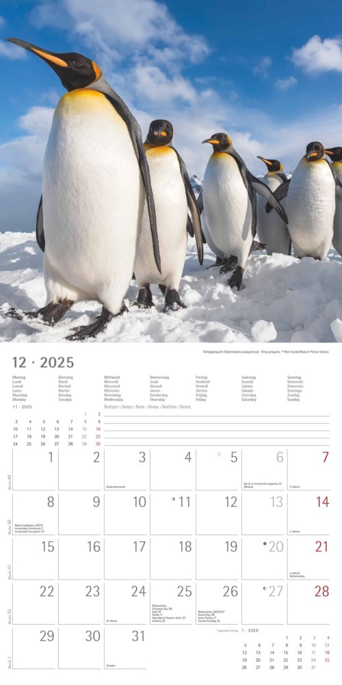 Bild: 4251732343101 | Alpha Edition - Pinguine 2025 Broschürenkalender, 30x30cm,...