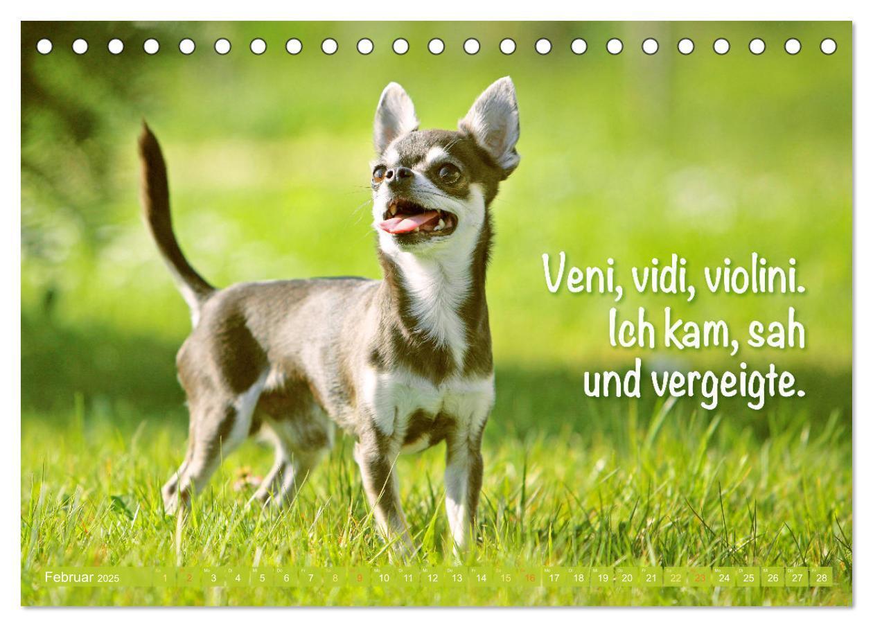 Bild: 9783457199879 | Chihuahua: Kleine Hunde, aber oho (Tischkalender 2025 DIN A5 quer),...