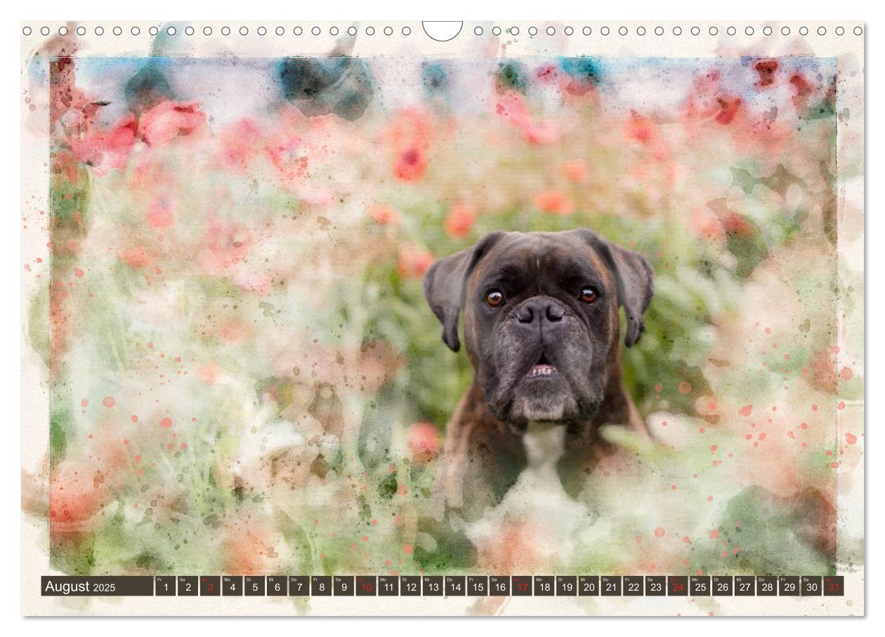 Bild: 9783435134281 | Boxer Photo&amp;Kunst (Wandkalender 2025 DIN A3 quer), CALVENDO...