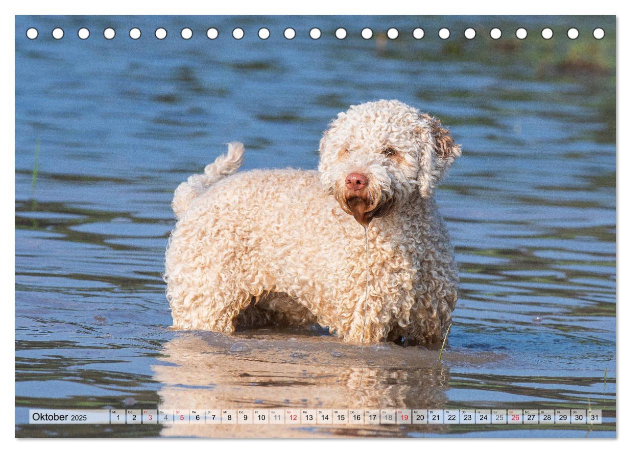 Bild: 9783435311484 | Lagotto Romagnolo - Ein Hund zum Verlieben (Tischkalender 2025 DIN...