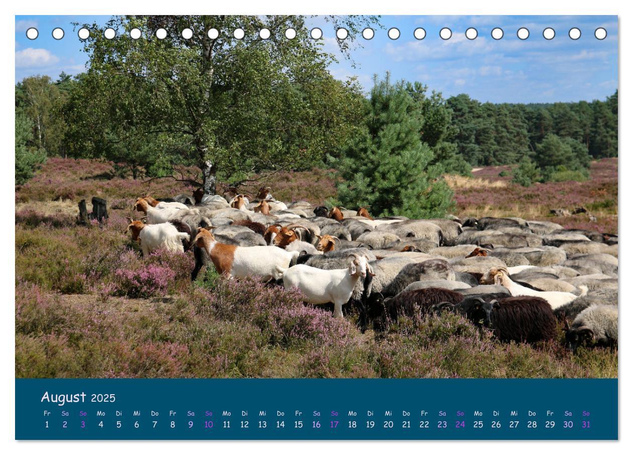 Bild: 9783435014729 | Heidschnucken, die prächtigen Schafe der Lüneburger Heide...