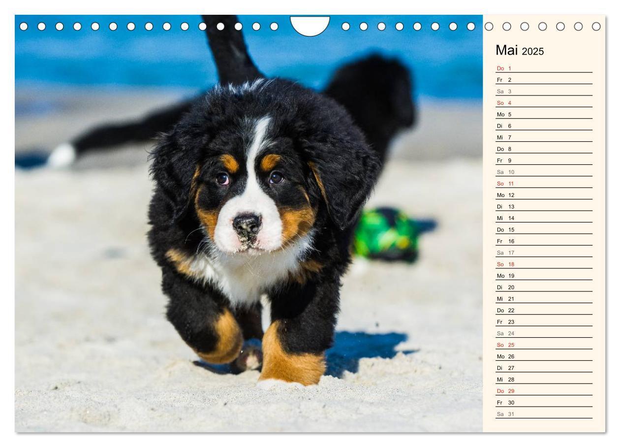 Bild: 9783435478736 | Seebärchen entdecken die Welt - Berner Sennenhunde (Wandkalender...