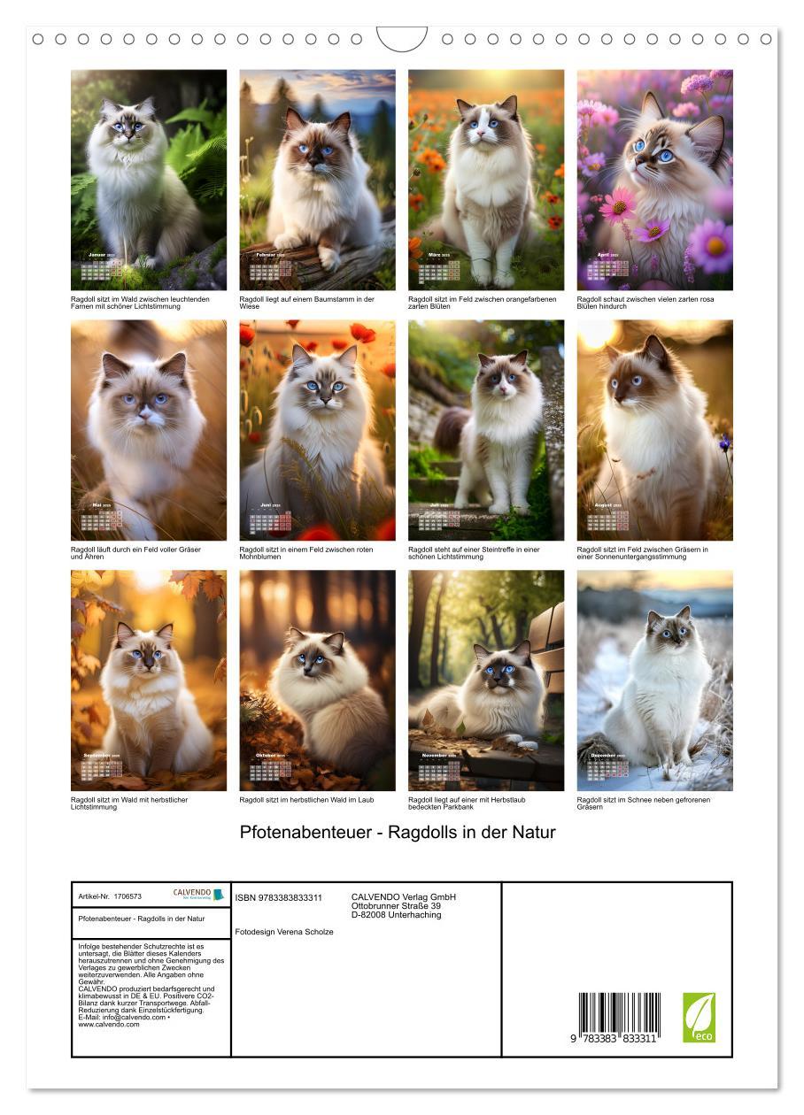 Bild: 9783383833311 | Pfotenabenteuer - Ragdolls in der Natur (Wandkalender 2025 DIN A3...