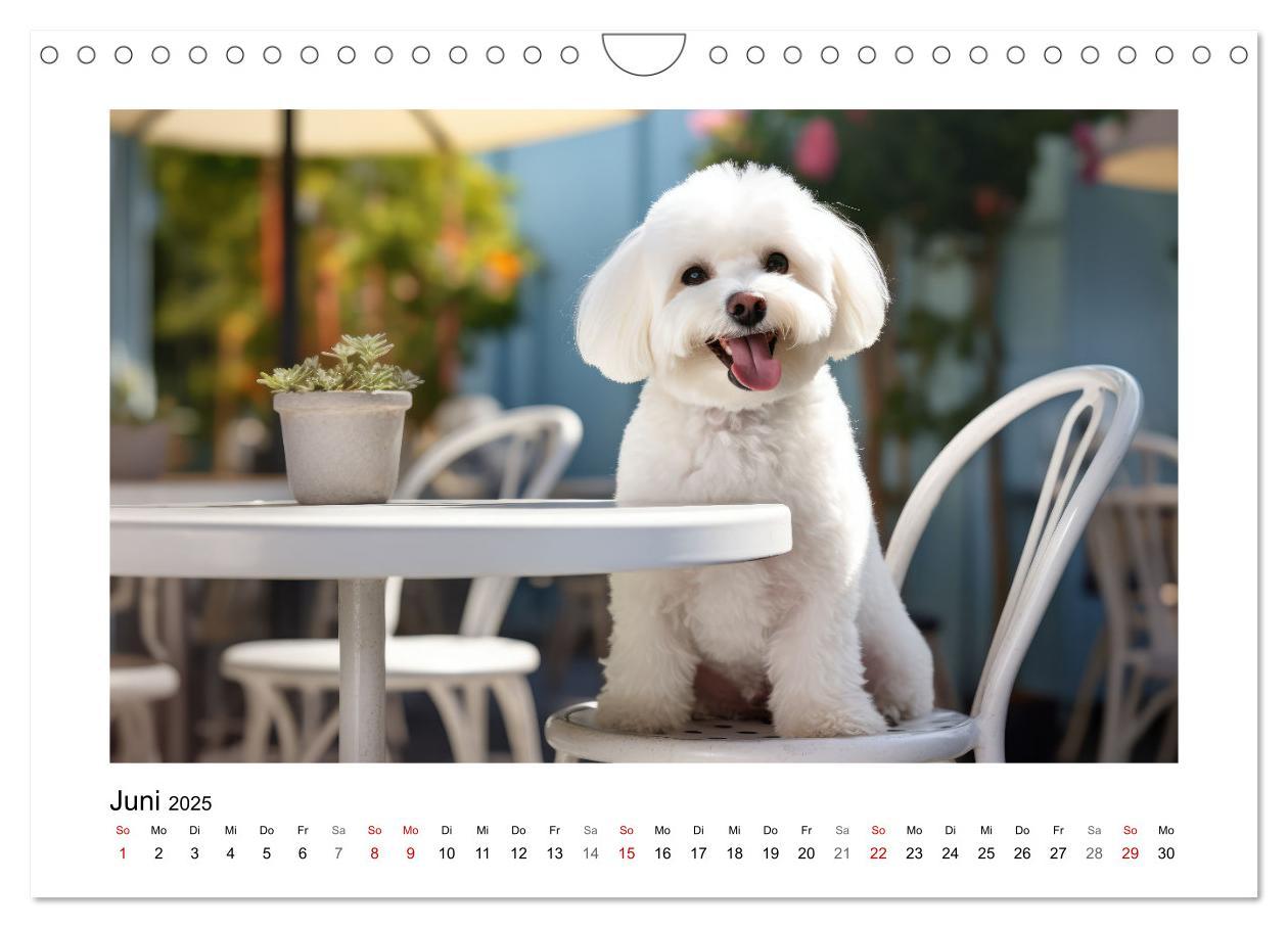 Bild: 9783383837968 | Bichon frisé, weiße Hündchen mit lockigem Haar (Wandkalender 2025...