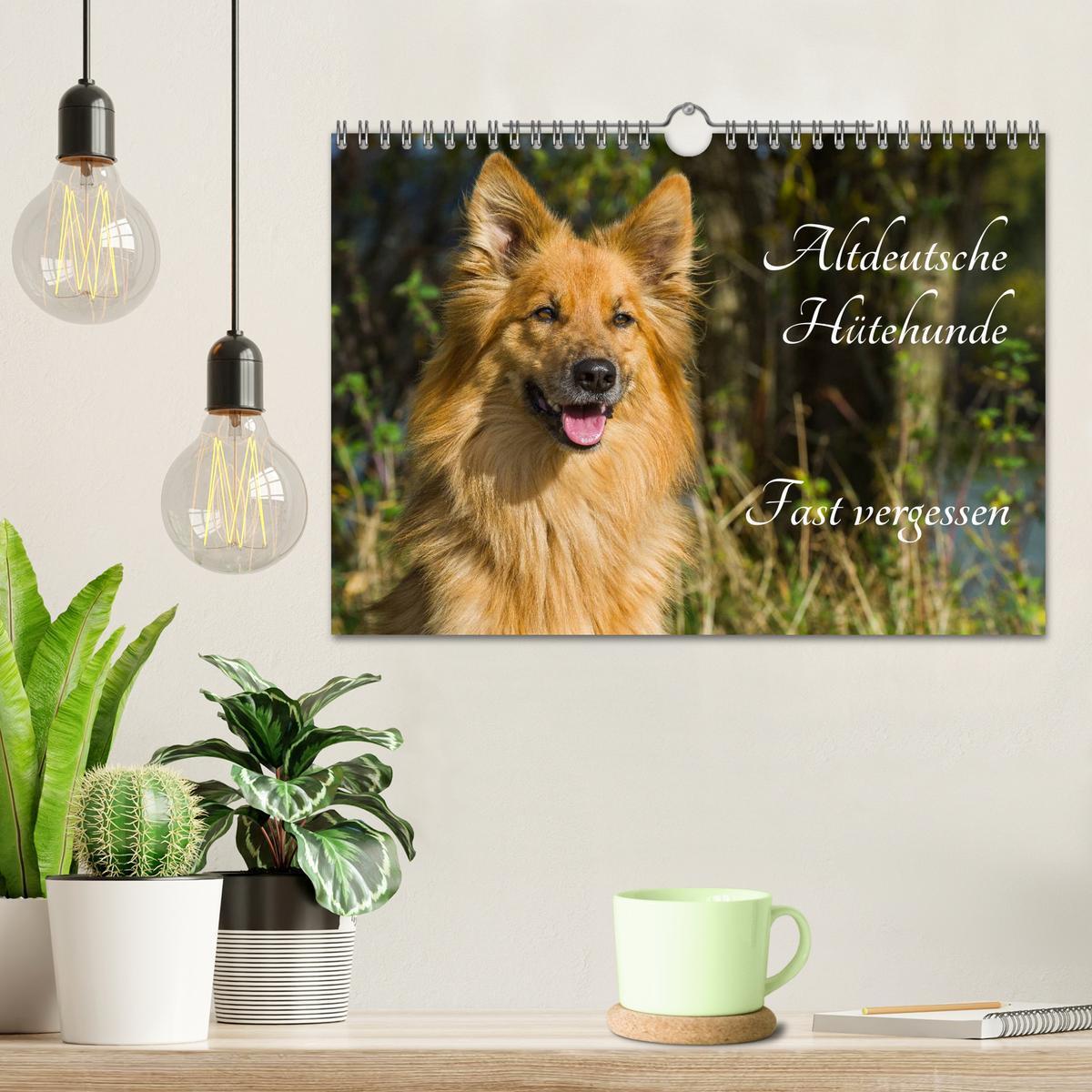 Bild: 9783435573011 | Altdeutsche Hütehunde - Fast vergessen (Wandkalender 2025 DIN A4...