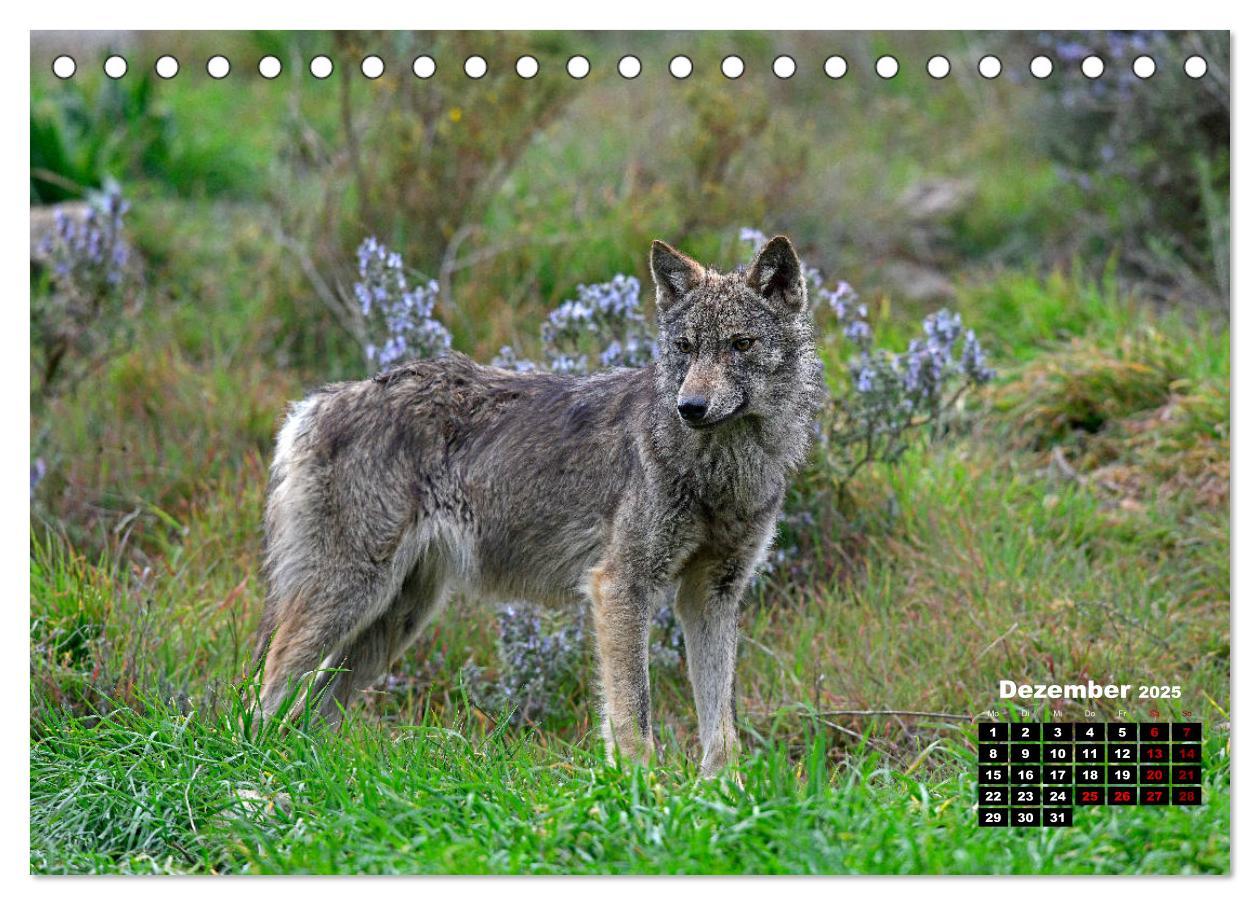 Bild: 9783435195121 | Willkommen Wolf (Tischkalender 2025 DIN A5 quer), CALVENDO...