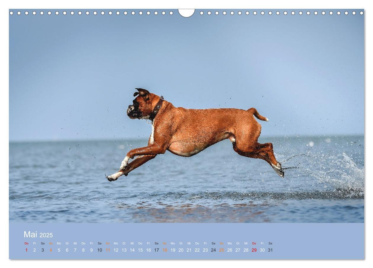 Bild: 9783383926396 | Der Boxer, der beste Hund der Welt (Wandkalender 2025 DIN A3 quer),...