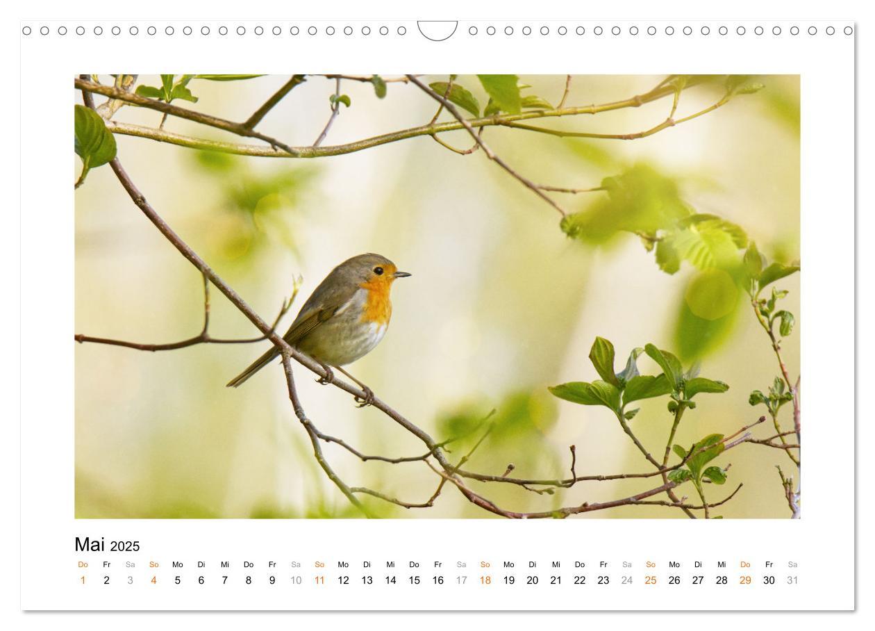 Bild: 9783383914829 | Zauberhafte Rotkehlchen (Wandkalender 2025 DIN A3 quer), CALVENDO...