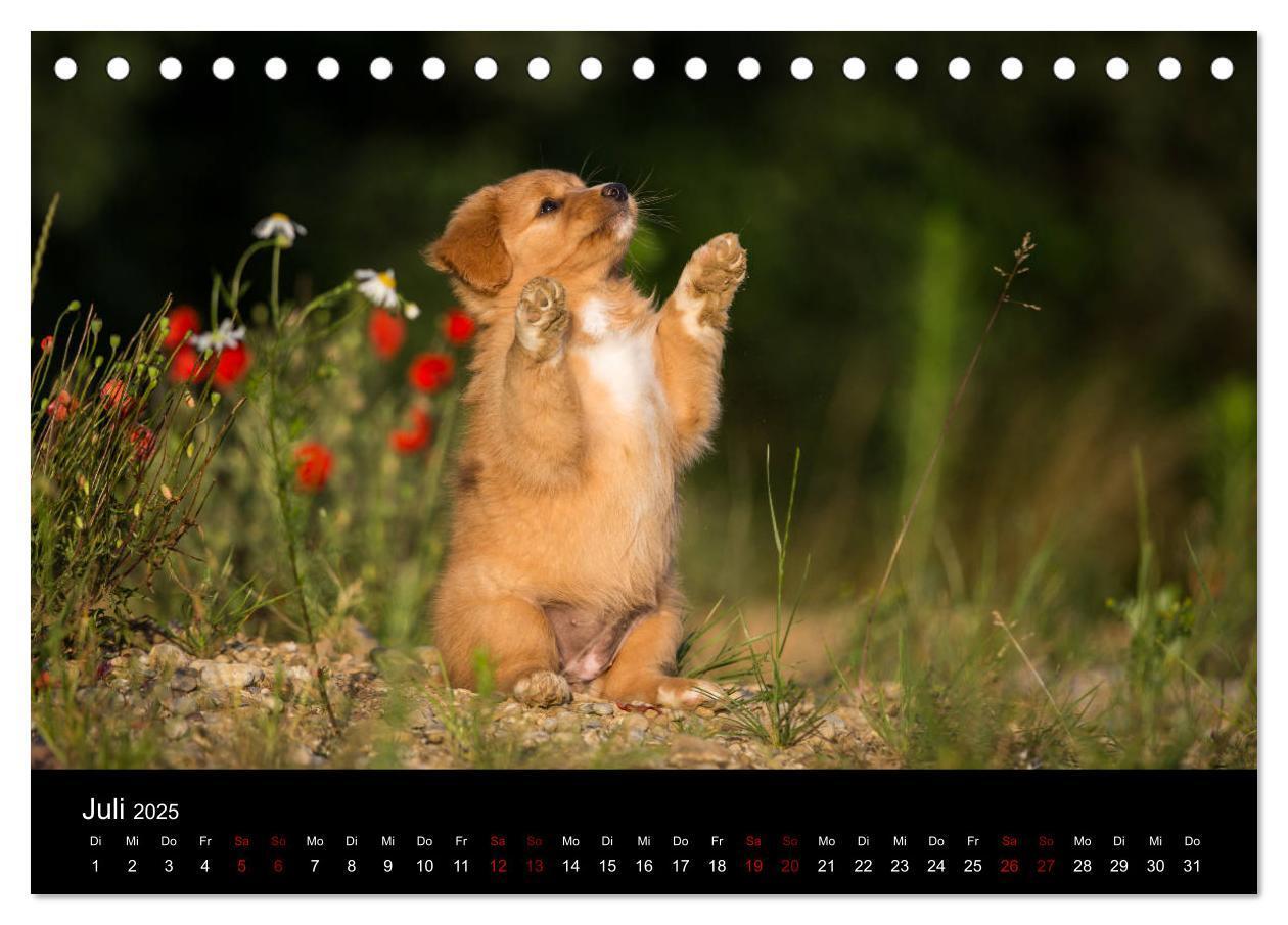 Bild: 9783435383771 | Toller - Nova Scotia Duck Tolling Retriever (Tischkalender 2025 DIN...