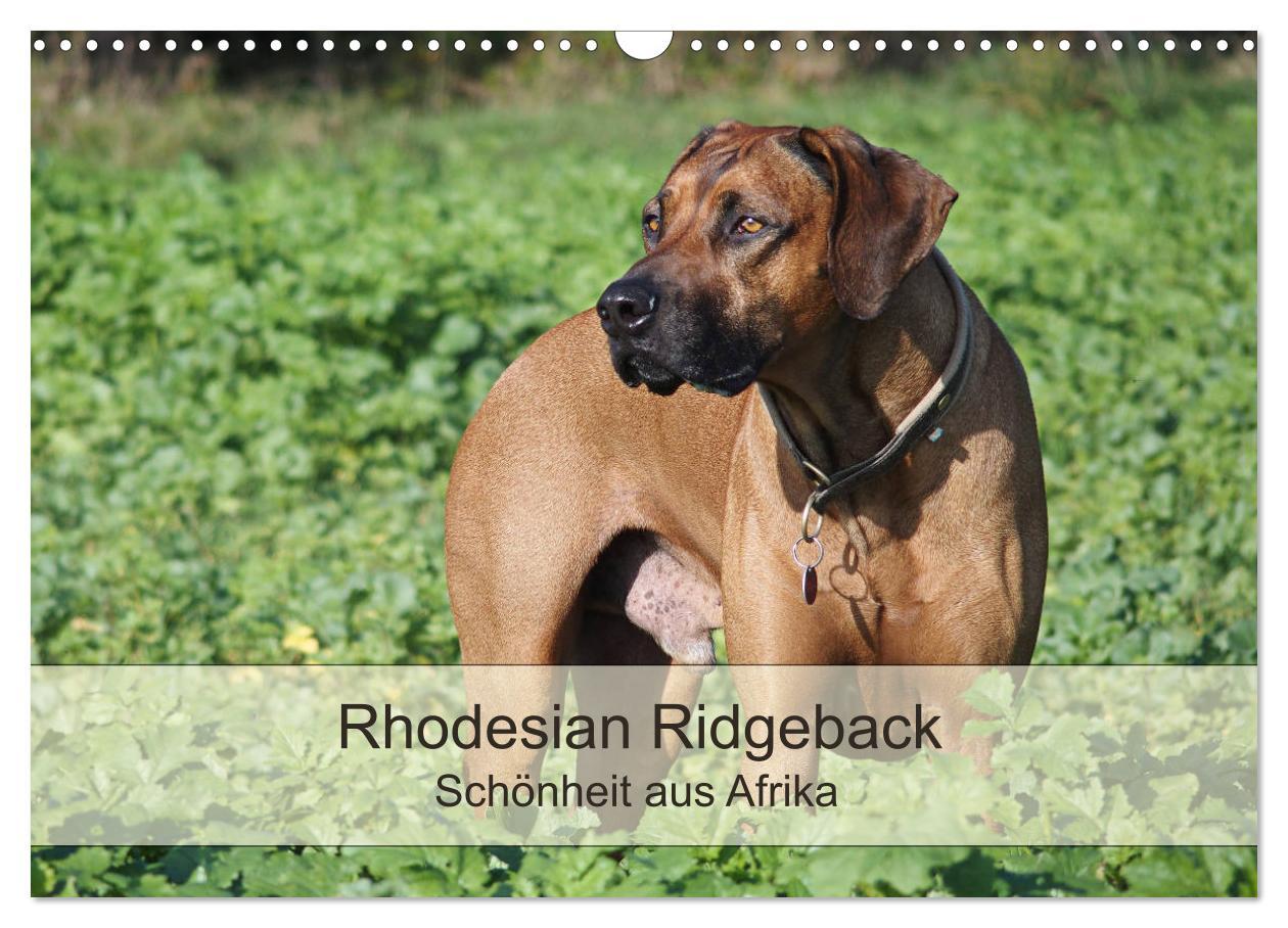 Cover: 9783435482351 | Rhodesian Ridgeback Schönheit aus Afrika (Wandkalender 2025 DIN A3...