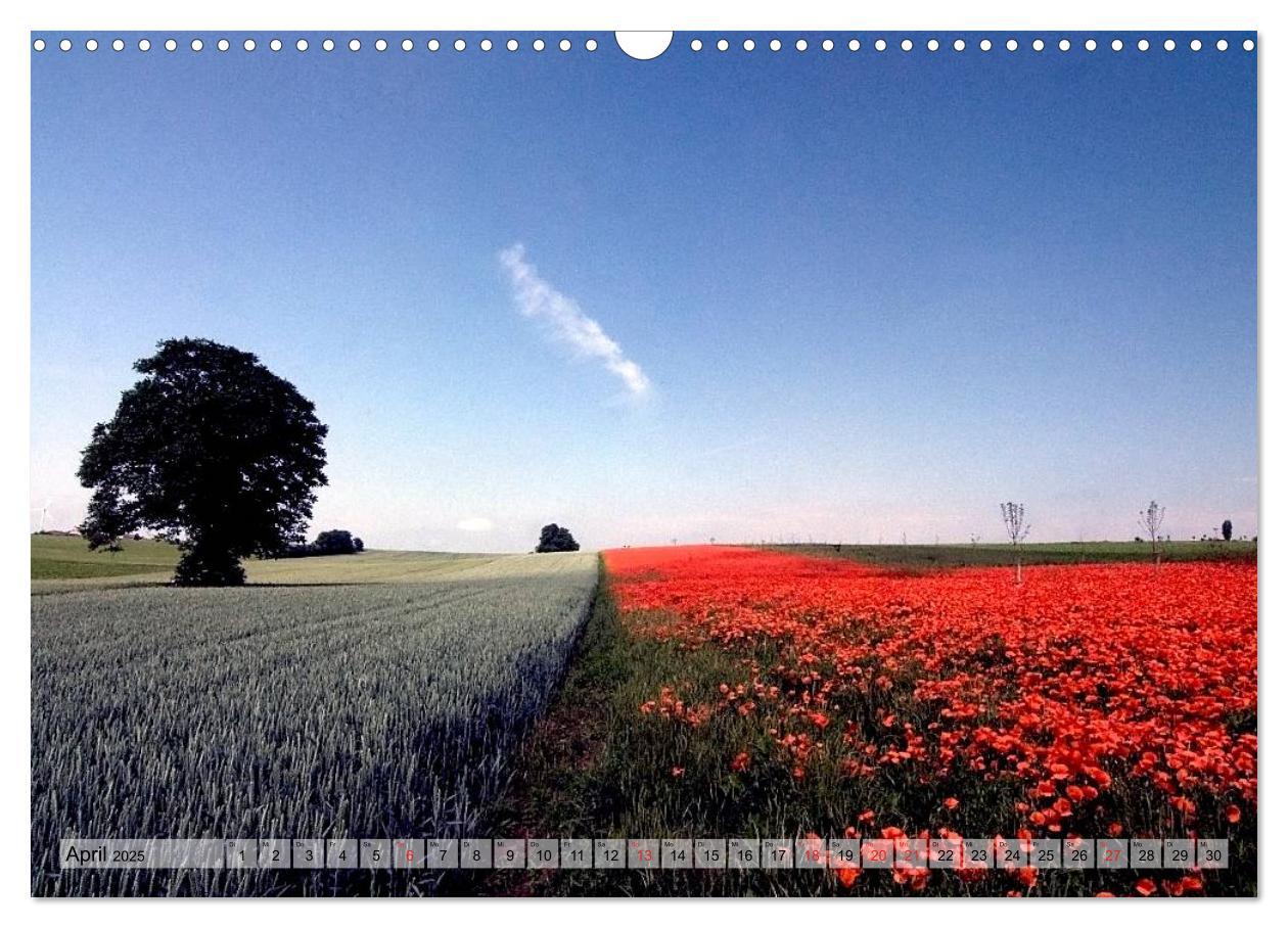 Bild: 9783435829125 | Voll Mohn (Wandkalender 2025 DIN A3 quer), CALVENDO Monatskalender