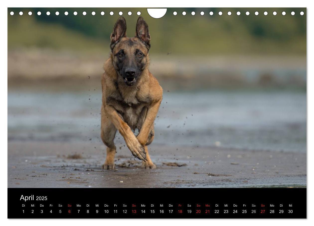 Bild: 9783435631919 | Belgischer Schäferhund - Der Malinois in Action (Wandkalender 2025...