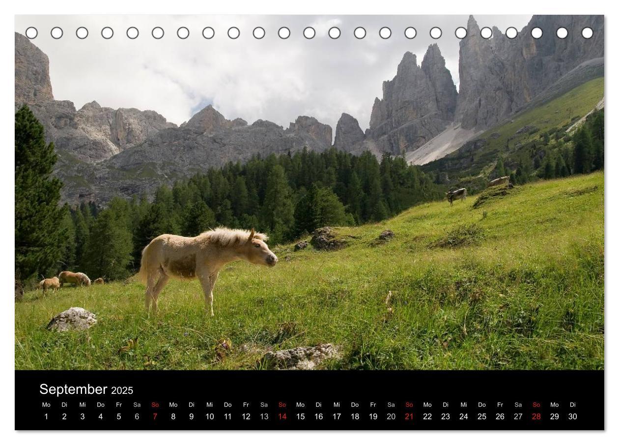 Bild: 9783435555376 | Wunderschöne Haflingerwelt (Tischkalender 2025 DIN A5 quer),...