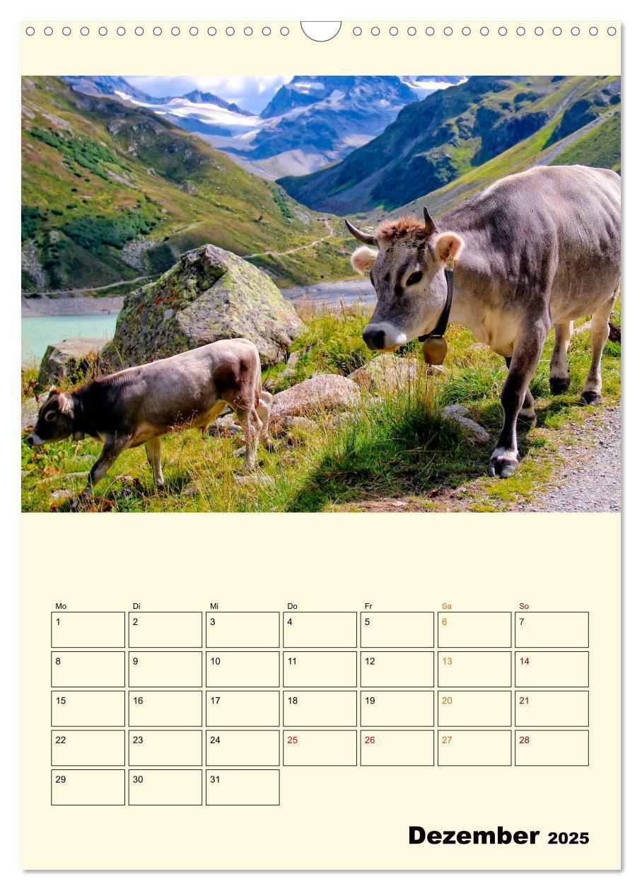 Bild: 9783435903993 | Glückliche Bergkühe (Wandkalender 2025 DIN A3 hoch), CALVENDO...