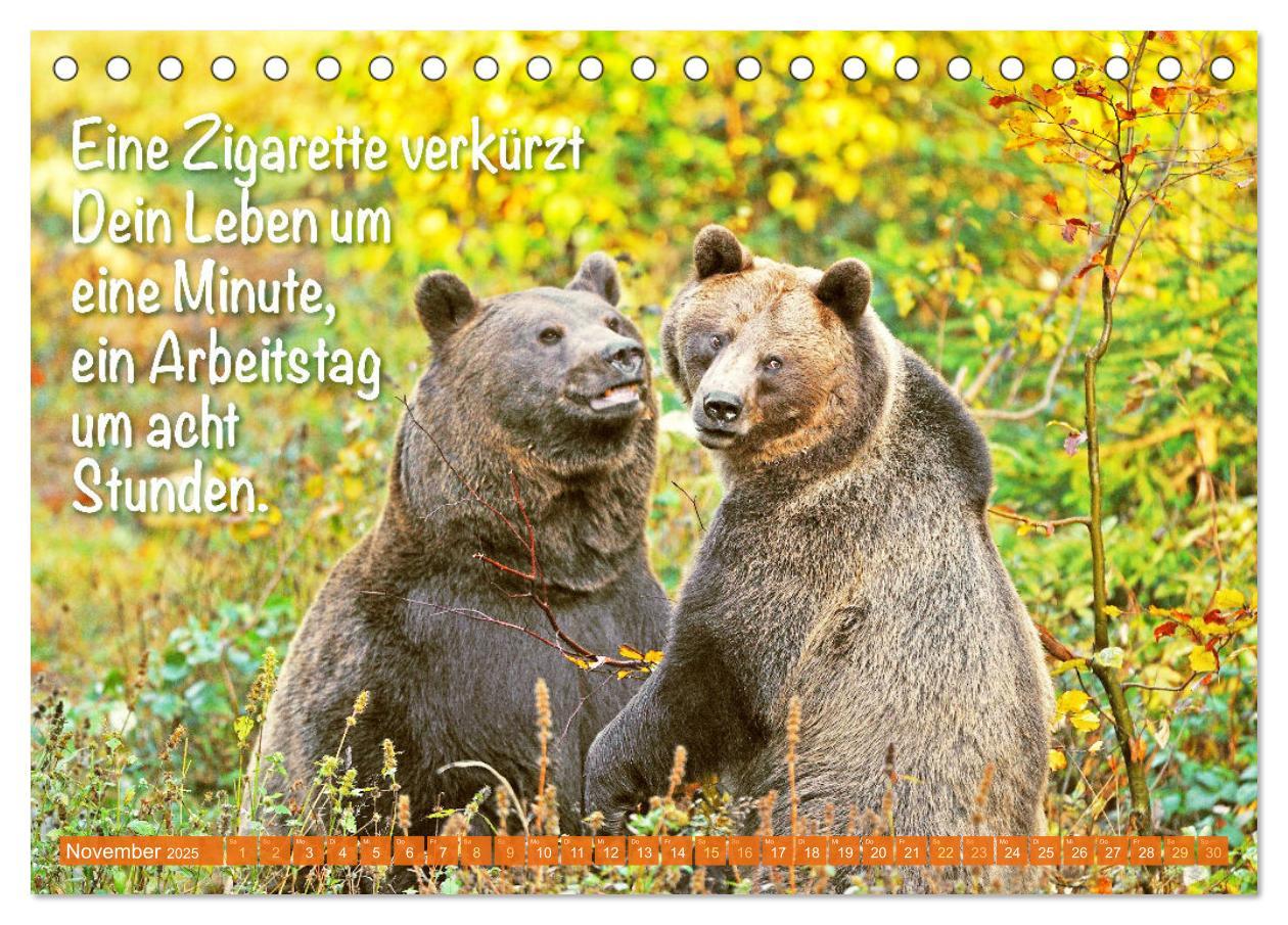 Bild: 9783383881855 | Spaß mit Bären: Edition lustige Tiere (Tischkalender 2025 DIN A5...