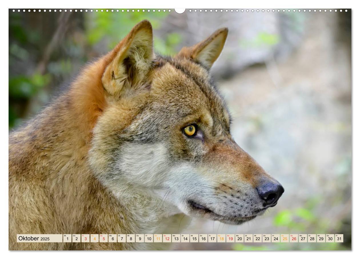 Bild: 9783435334643 | Wolf - Imposanter Jäger (Wandkalender 2025 DIN A2 quer), CALVENDO...