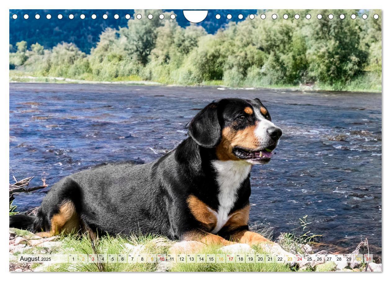 Bild: 9783457198957 | Entlebucher - Temperamentvolle Schweizer Sennenhunde (Wandkalender...