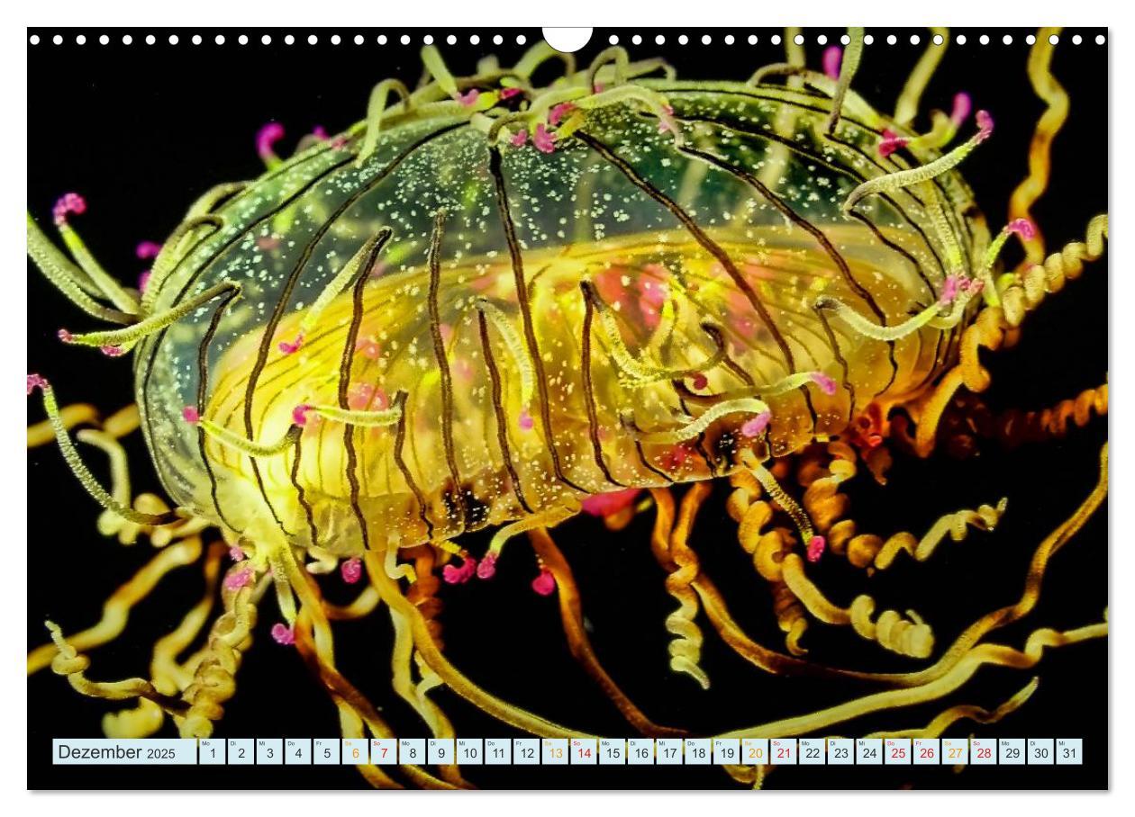 Bild: 9783435584833 | Quallen - einzigartige Wesen (Wandkalender 2025 DIN A3 quer),...