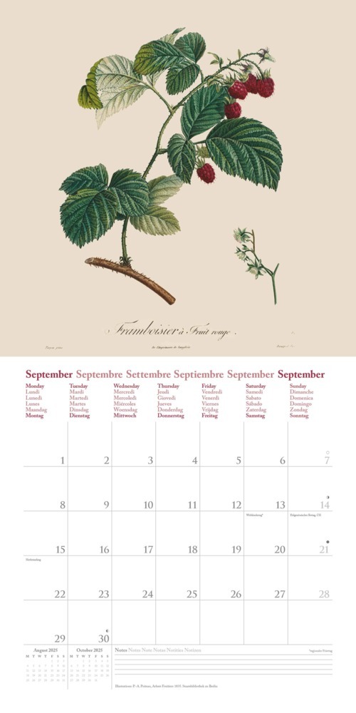 Bild: 4250809652818 | DUMONT - Fruits 2025 Broschürenkalender, 30x30cm, Wandkalender mit...