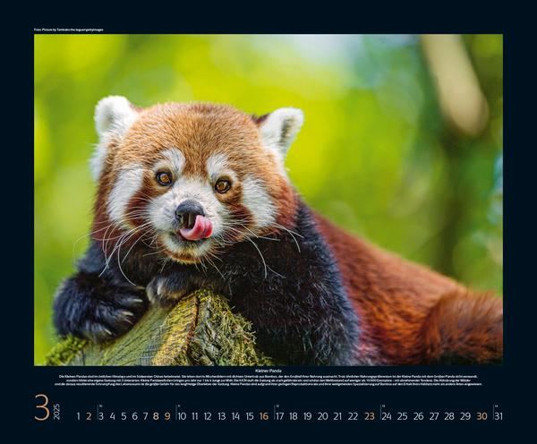 Bild: 9783731879985 | Bedrohte Tierwelt 2025 | Verlag Korsch | Kalender | Spiralbindung