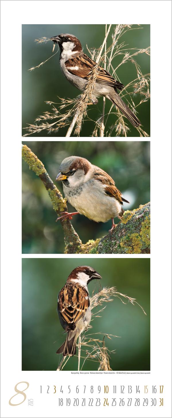 Bild: 9783731879213 | Vögel Triplets 2025 | Verlag Korsch | Kalender | 14 S. | Deutsch