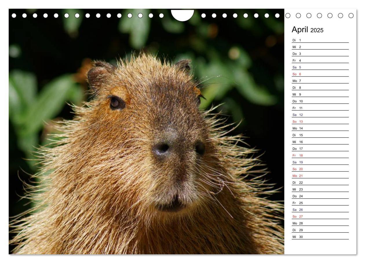 Bild: 9783435816941 | Faszinierende Tierportraits (Wandkalender 2025 DIN A4 quer),...