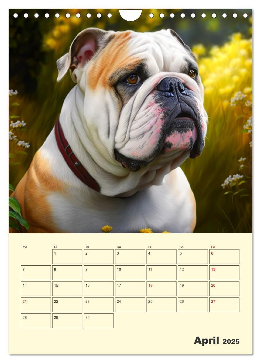 Bild: 9783435871605 | English Bulldogs. Fröhliche Dickköpfe mit Charakter (Wandkalender...