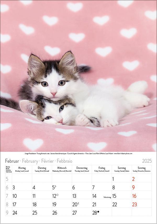 Bild: 9783731876168 | Katzen 2025 | Verlag Korsch | Kalender | Spiralbindung | 13 S. | 2025